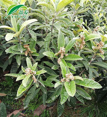 奧迪A4L-2.0T